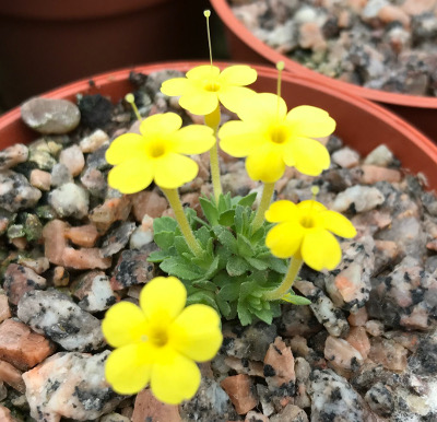Dionysia gaubae (pin)